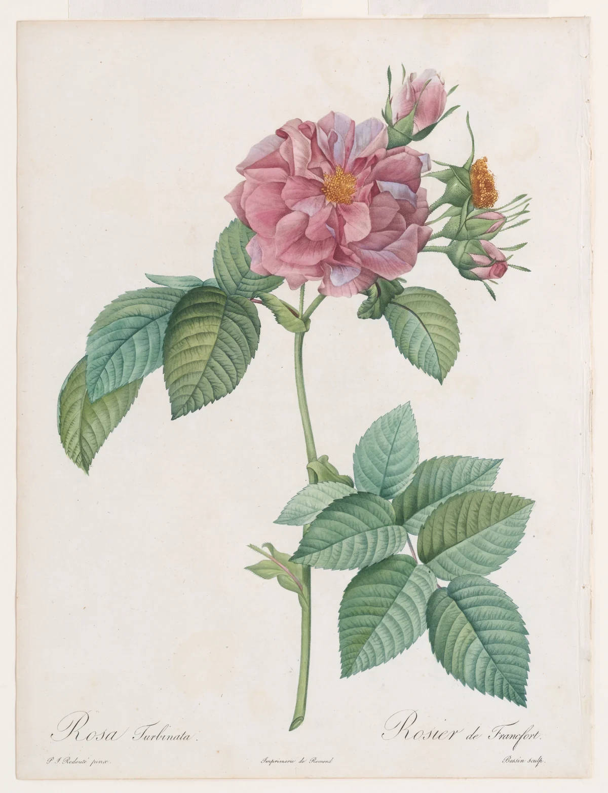Lukisan botani mawar merah muda karya Pierre Joseph Redouté